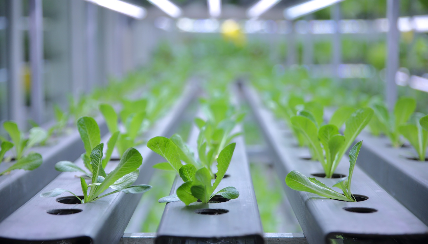 Indoor hydroponic growing racks at Shuddh Hydro Greens in Kalkaji